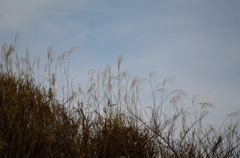枯れススキ