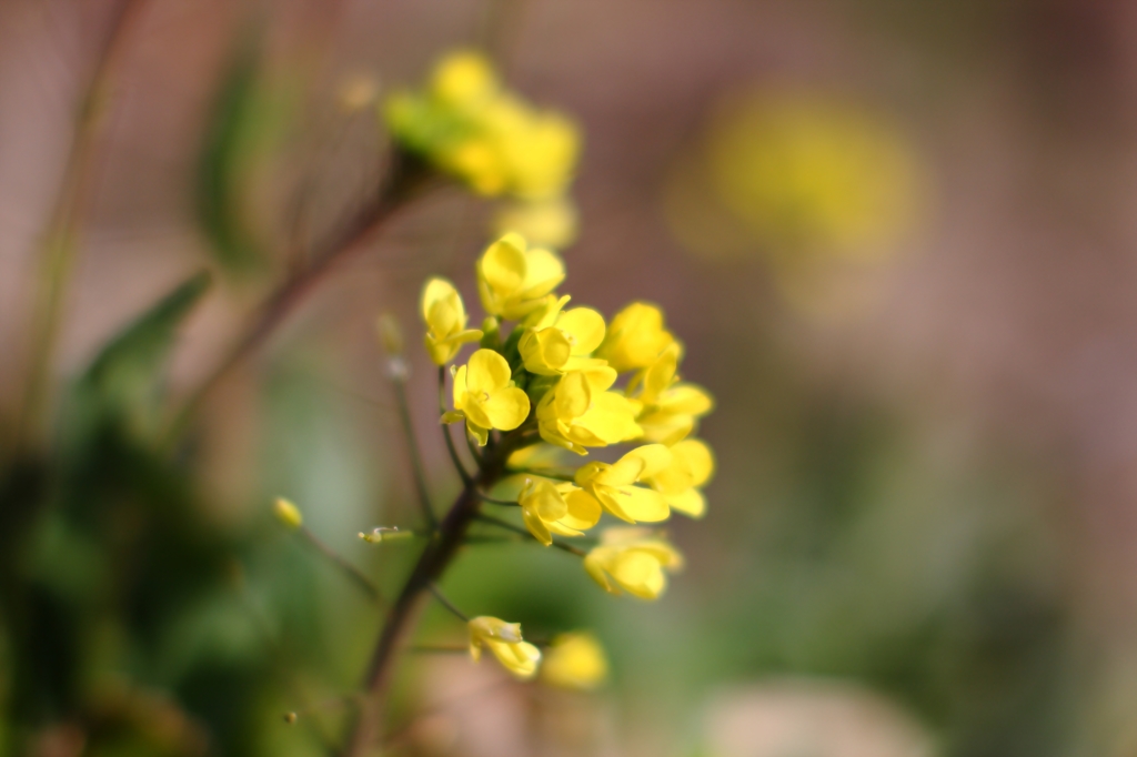 菜の花