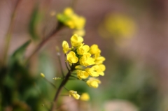 菜の花