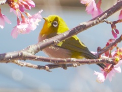 かわいいね