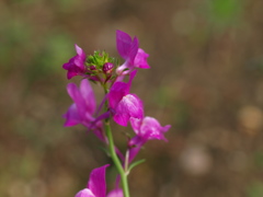ピンクの花