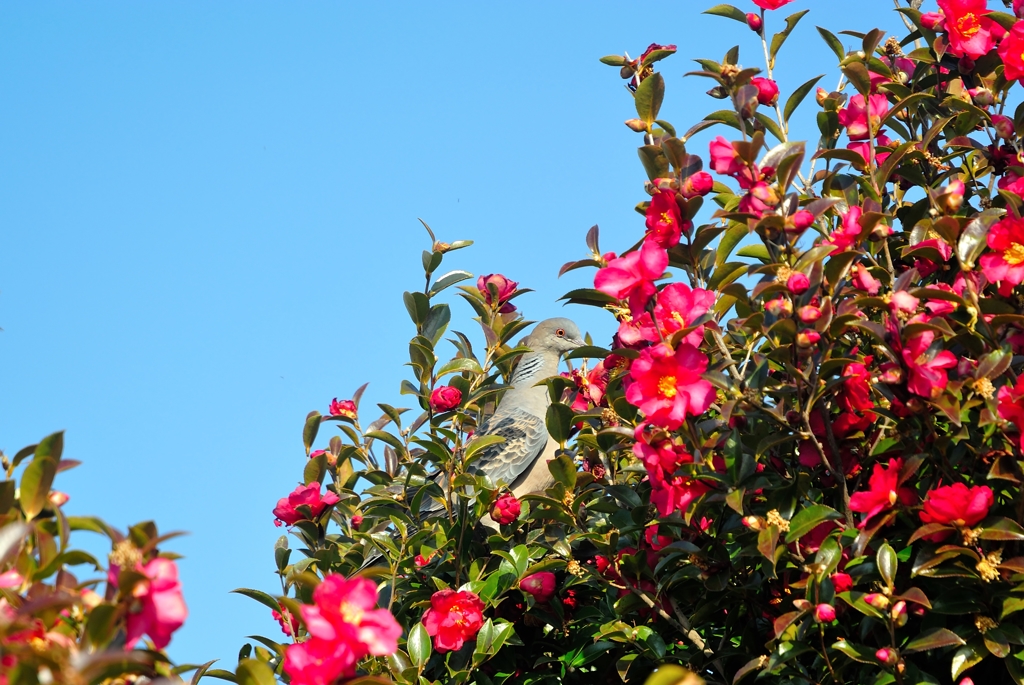 お花に囲まれて