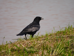 カラス君