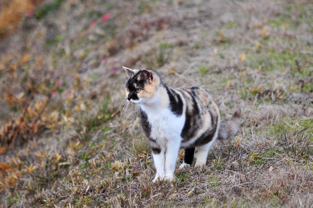 にゃ、にゃにかいる！