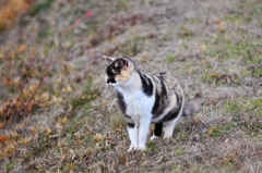 にゃ、にゃにかいる！