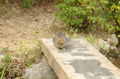 距離