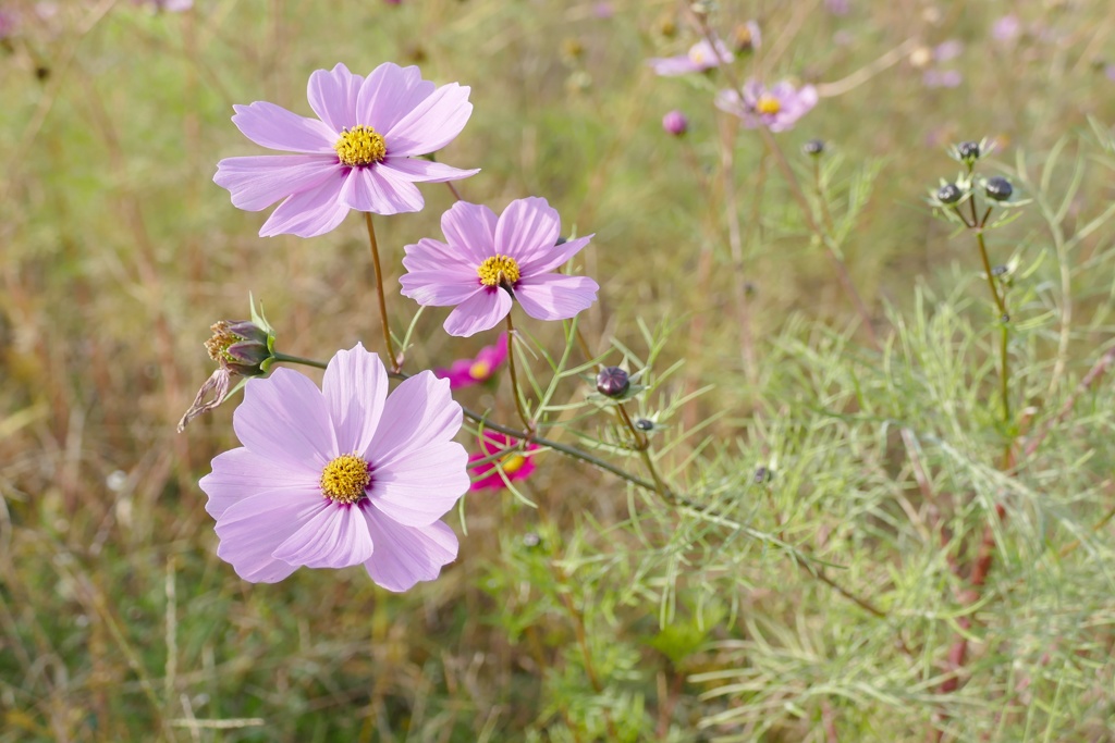 晩秋のひとコマ