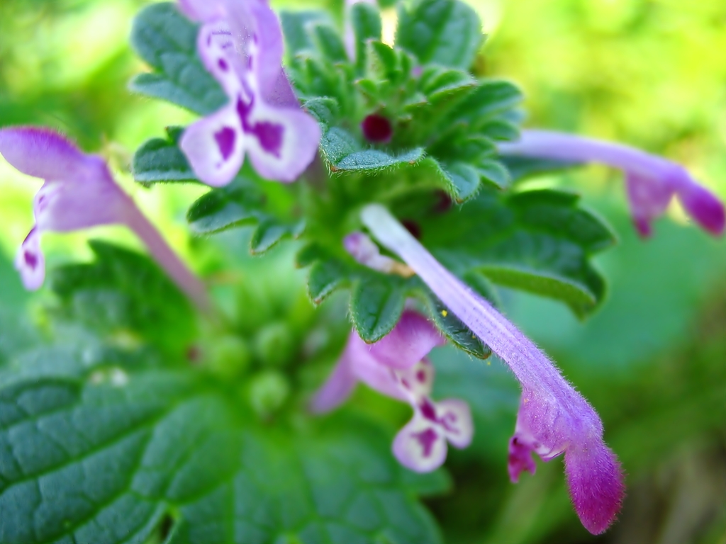 小花