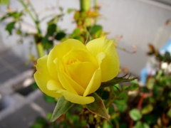 淡い黄色のバラ