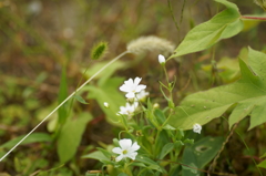 白い小花