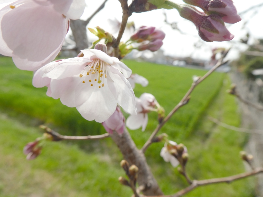 桜咲く