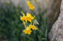 黄色い水仙