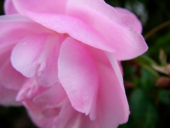 淡い桃色のバラ