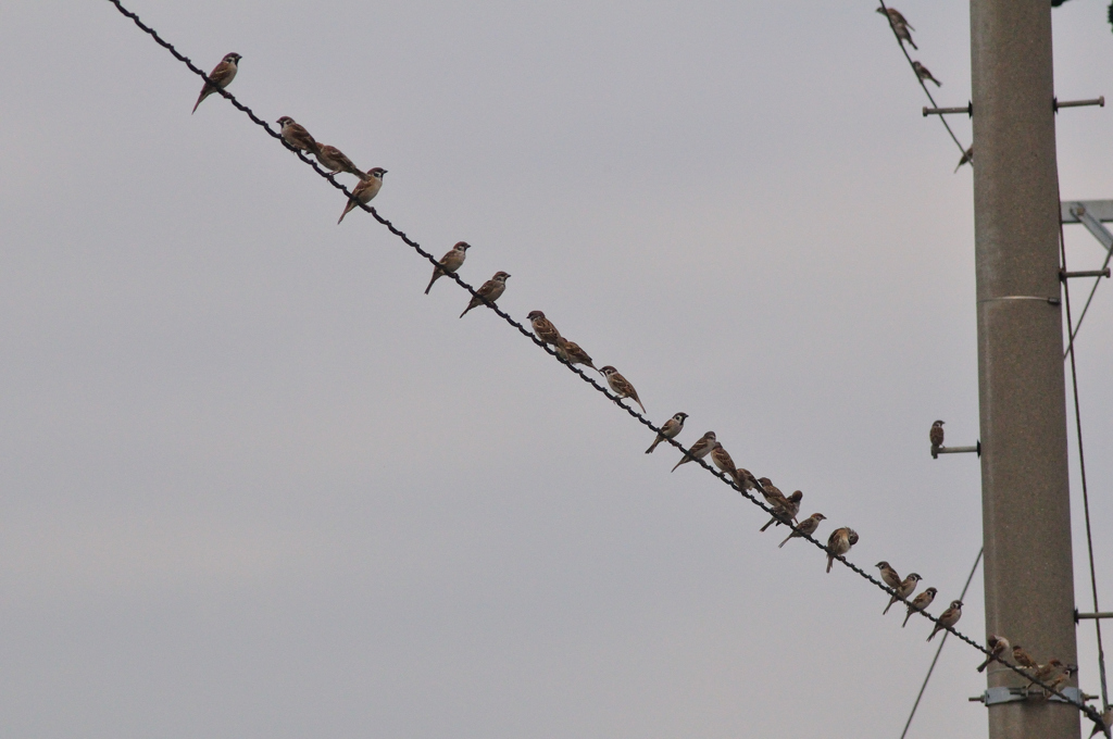 スズメがいっぱい