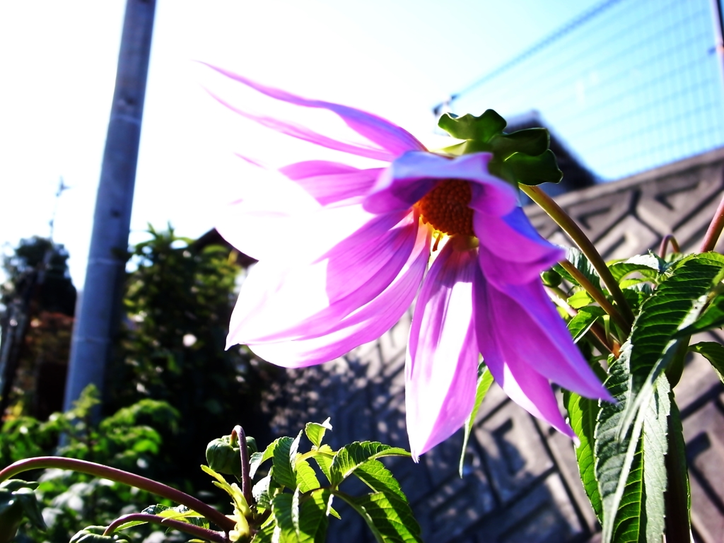日差し