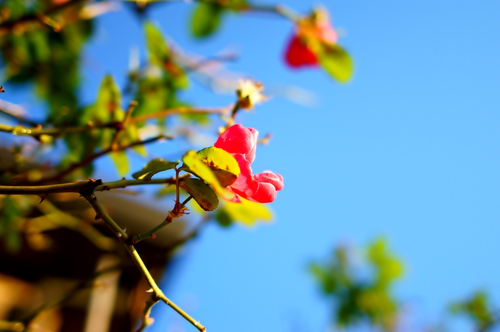 日差しを浴びて