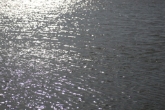 水田のきらめき