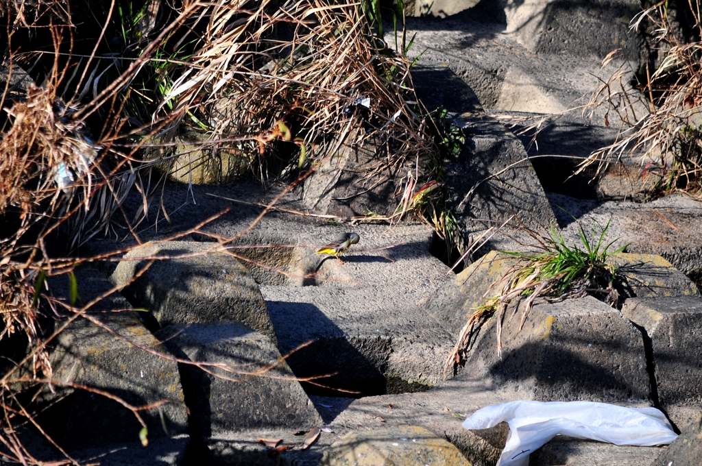 羽根のお手入れ