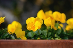 黄色いパンジー