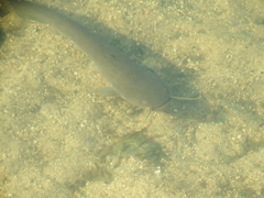 浅瀬のナマズ