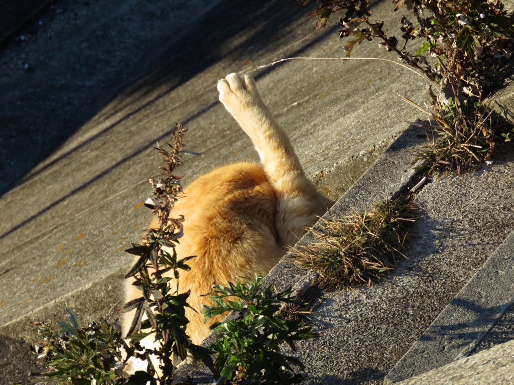 茶トラく～ん？ハ、ハイ！