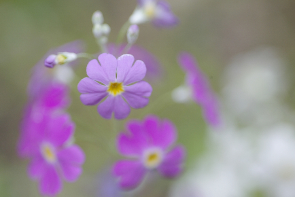 花模様