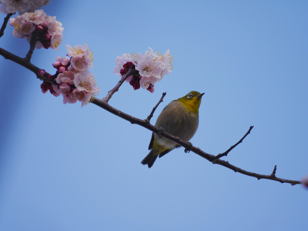 梅に来る