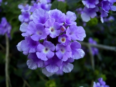 桃色の花