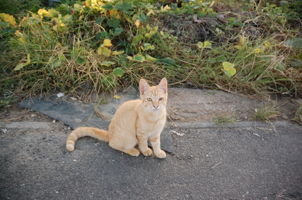 座る猫