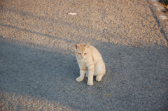 道路に猫