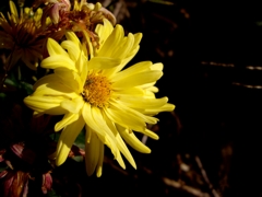 黄色い花