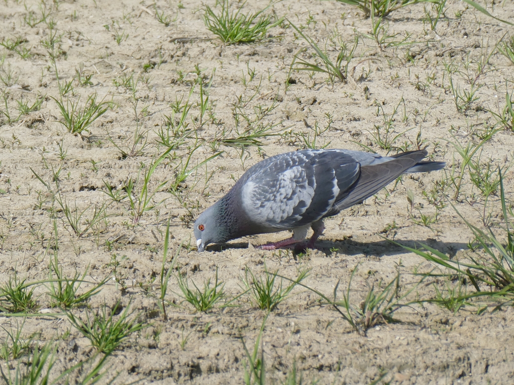 つんつん