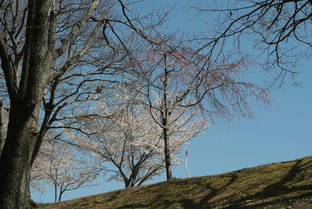 土手の上の桜