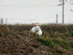 ニャンまり