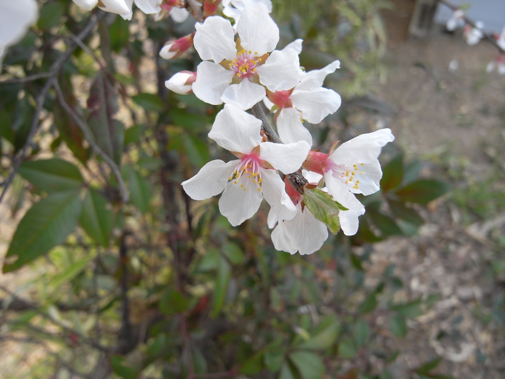 桜に似た花