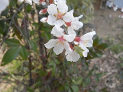 桜に似た花