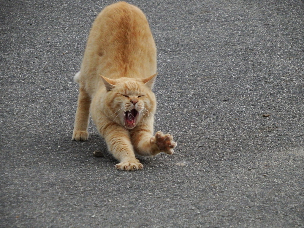 ニャギャオー！