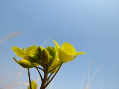 菜花