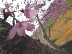 桜色
