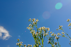 見上げてごらん♪