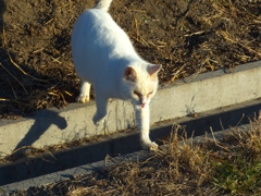 それっ！べっ！