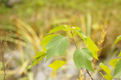 野草