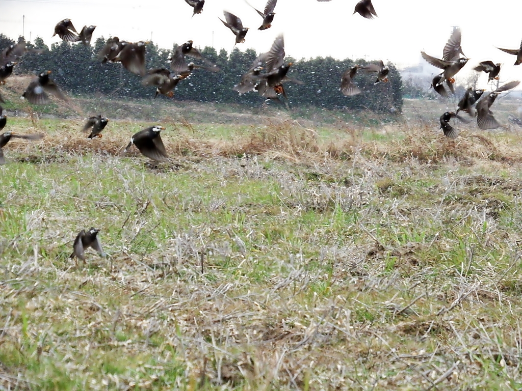 そりゃ、逃げろい！