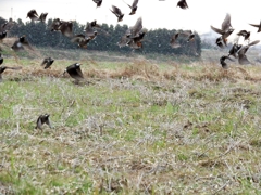 そりゃ、逃げろい！