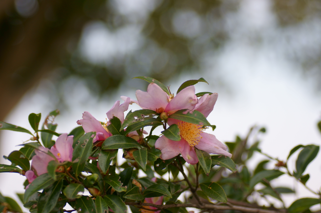 薄桃の花