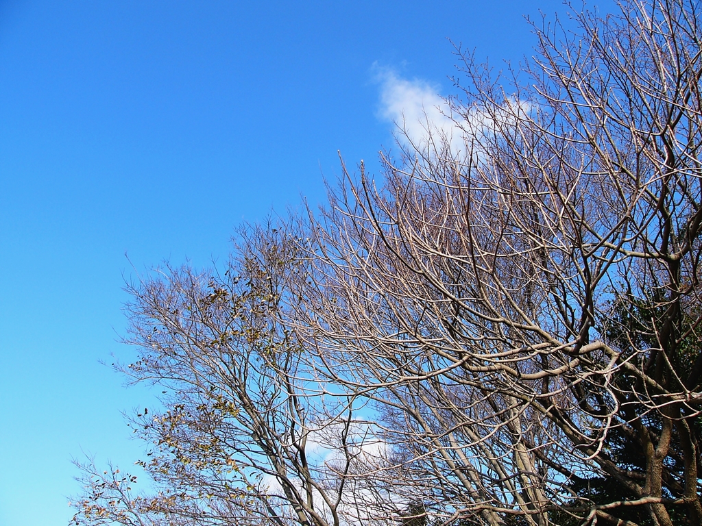 初冬の晴空