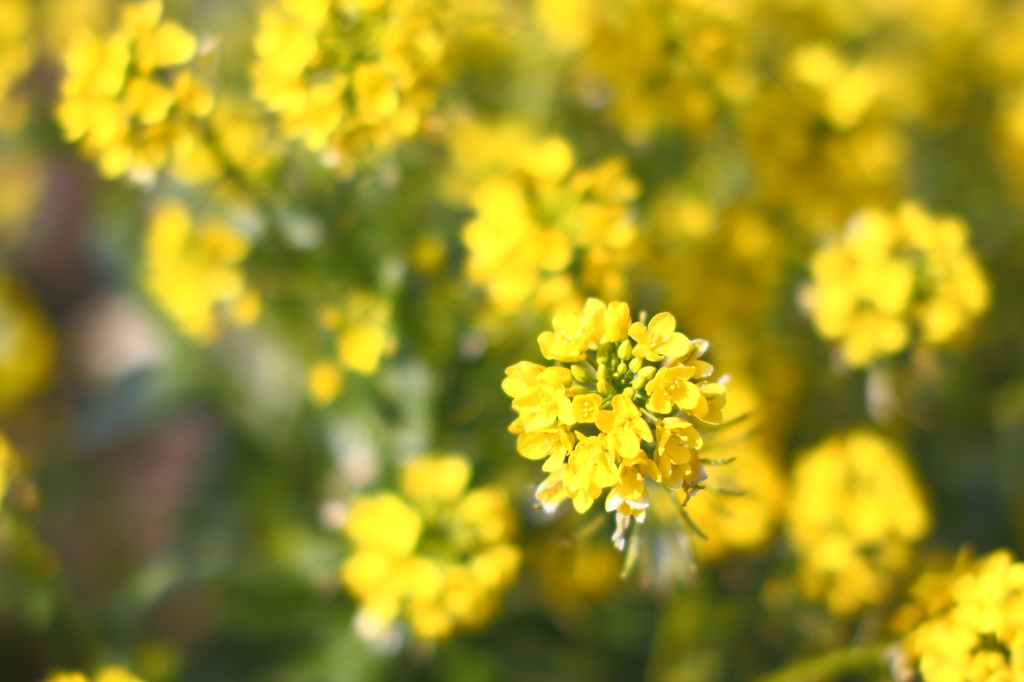菜の花