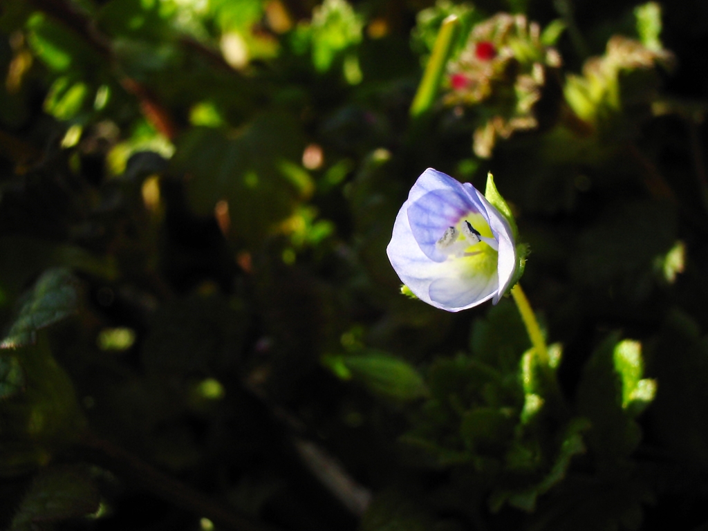 薄紫の小花