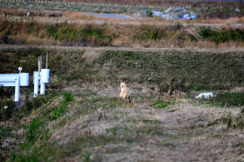 待ちくたびれたニャー