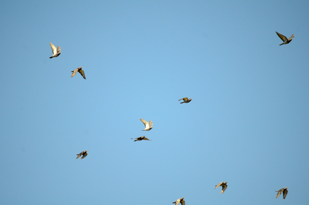 鳩の群れ